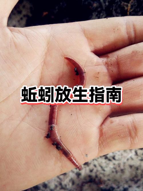 2025蚯蚓养殖技术有哪些新突破？-图1