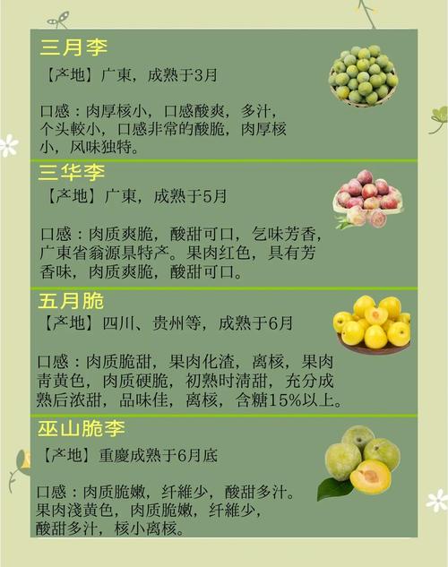 北方常见李子品种有哪些？-图2