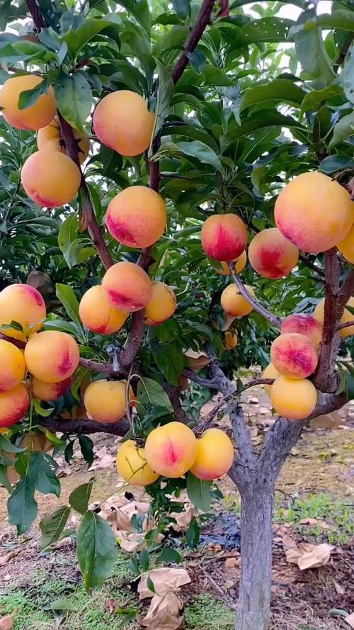 北方常见李子品种有哪些？-图3