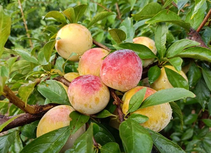 北方常见李子品种有哪些？-图1