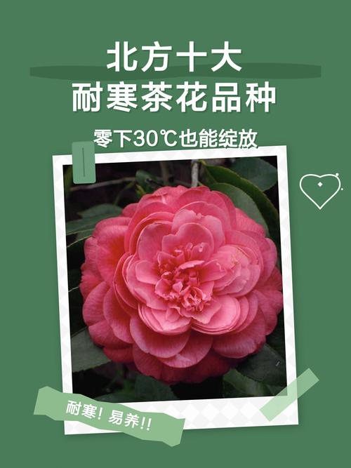 耐寒茶花品种有哪些？-图1