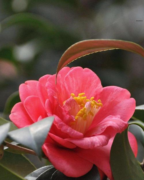 耐寒茶花品种有哪些？-图2