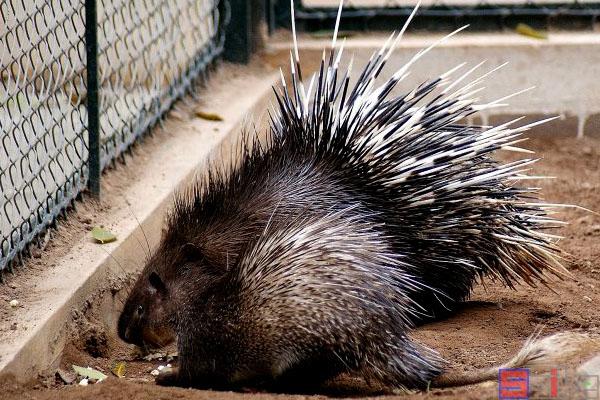 豪猪饲养技术CCTV有哪些要点？-图1