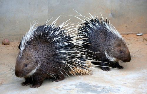 豪猪饲养技术CCTV有哪些要点？-图3