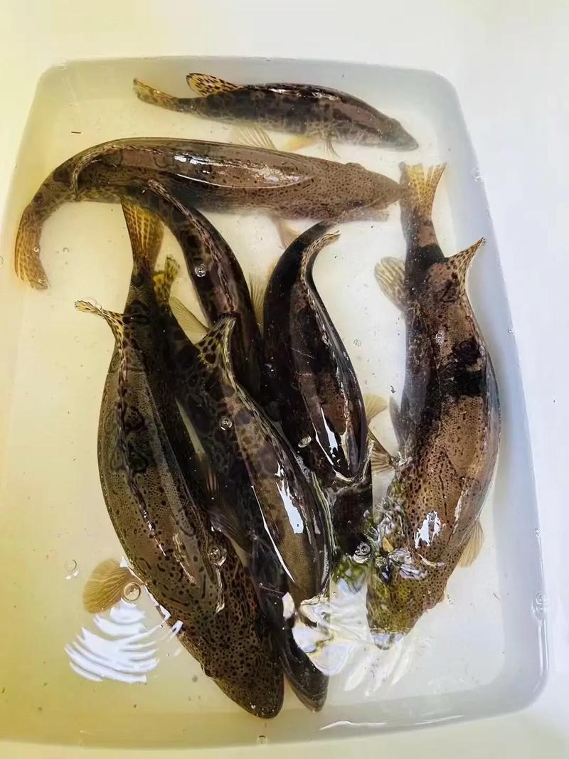 哪些鱼类适合野生淡水养殖？-图1