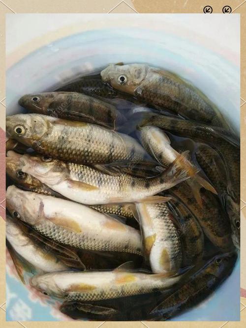 哪些鱼类适合野生淡水养殖？-图3