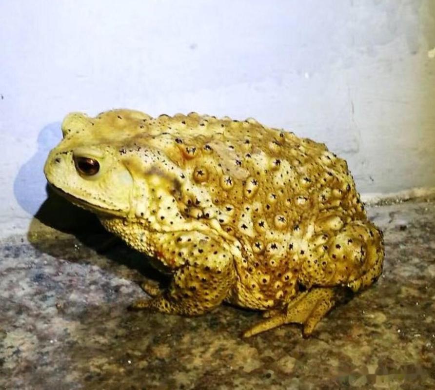 2025年蟾蜍养殖技术有哪些新突破？-图2