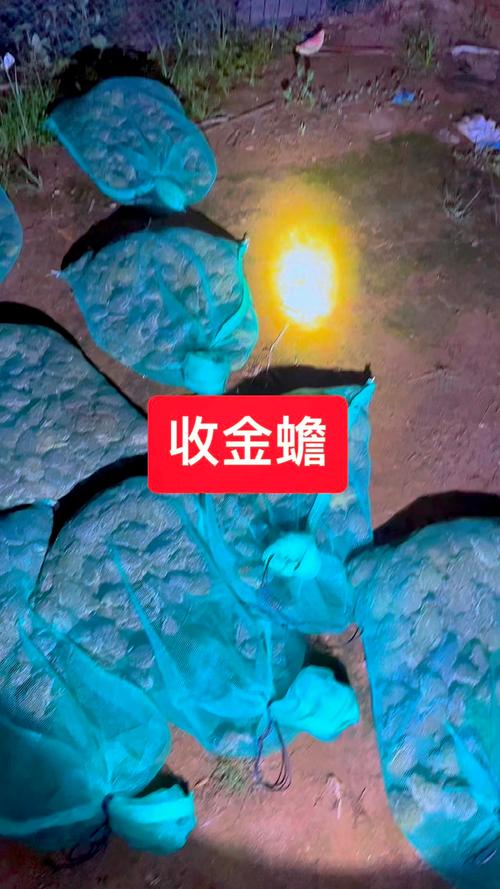 2025年蟾蜍养殖技术有哪些新突破？-图3