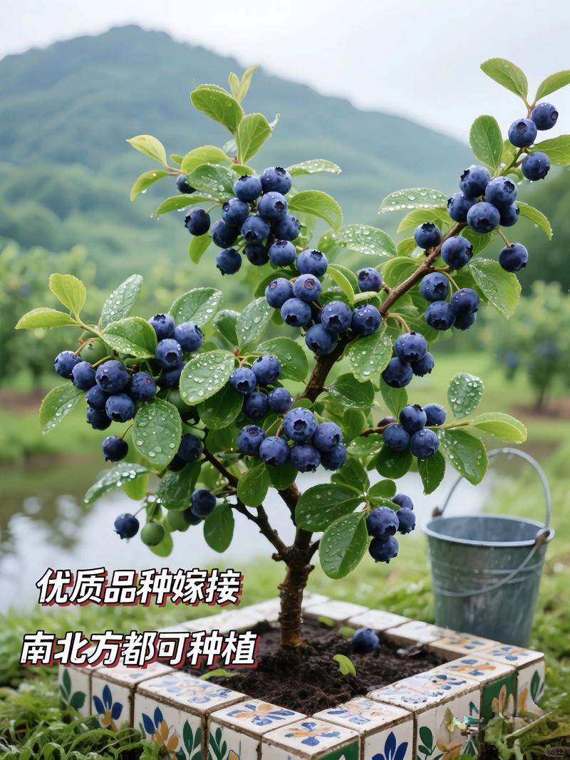 北方适合种植哪些蓝莓品种？-图1