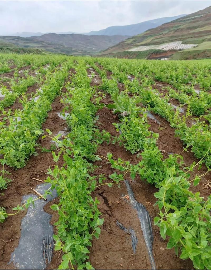 党参种植技术如何下载？-图1