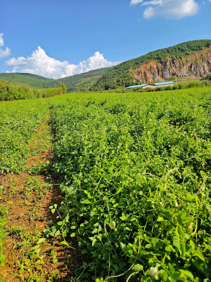 党参种植技术如何下载？-图3