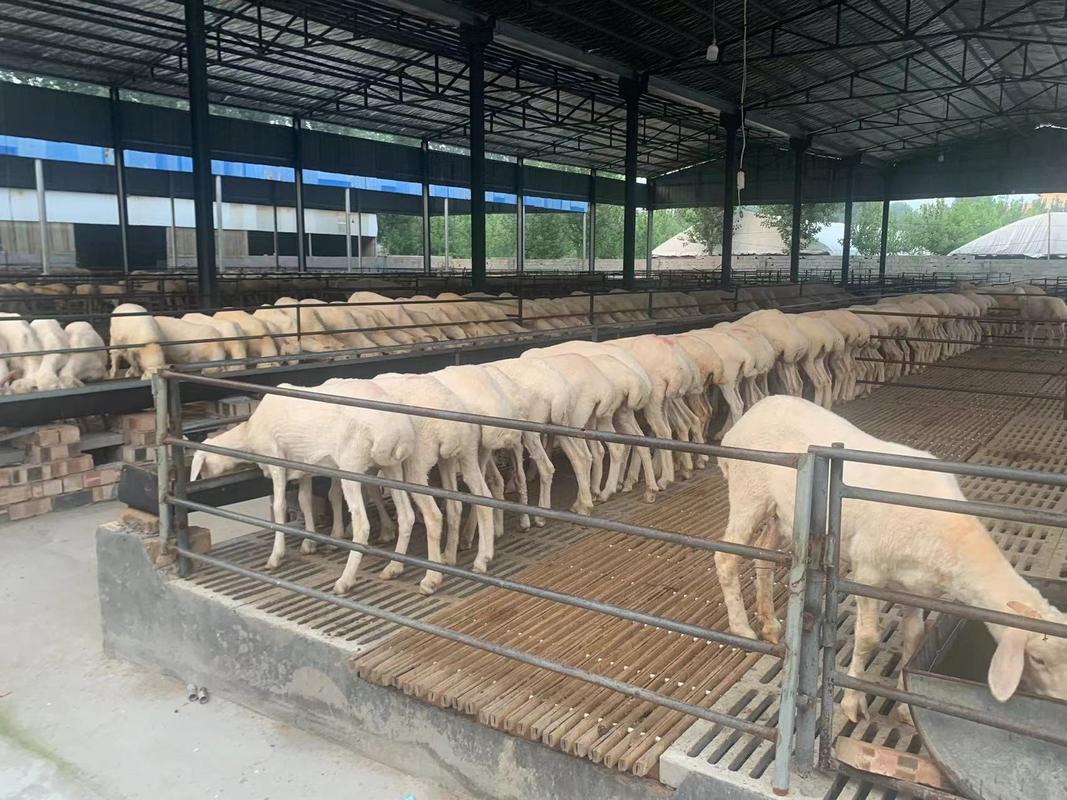 小尾寒羊养殖技术要领有哪些关键点?-图1 小尾寒羊养殖技术要领有哪些关键点?-图1