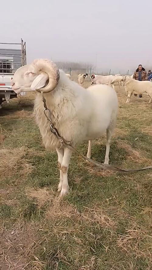小尾寒羊养殖技术要领有哪些关键点?-图3 小尾寒羊养殖技术要领有哪些关键点?-图3