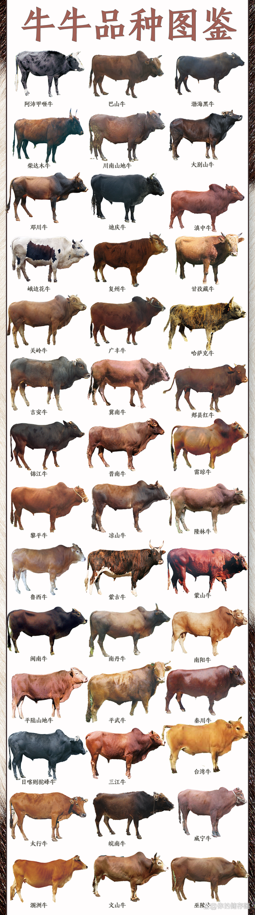 改良黄牛属于哪个品种？-图2