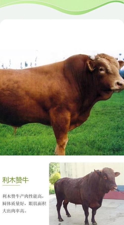 肉牛品种中，哪种体型最大？-图2