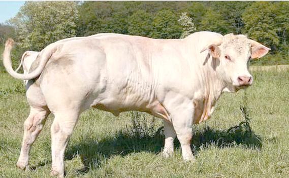 肉牛品种中，哪种体型最大？-图3