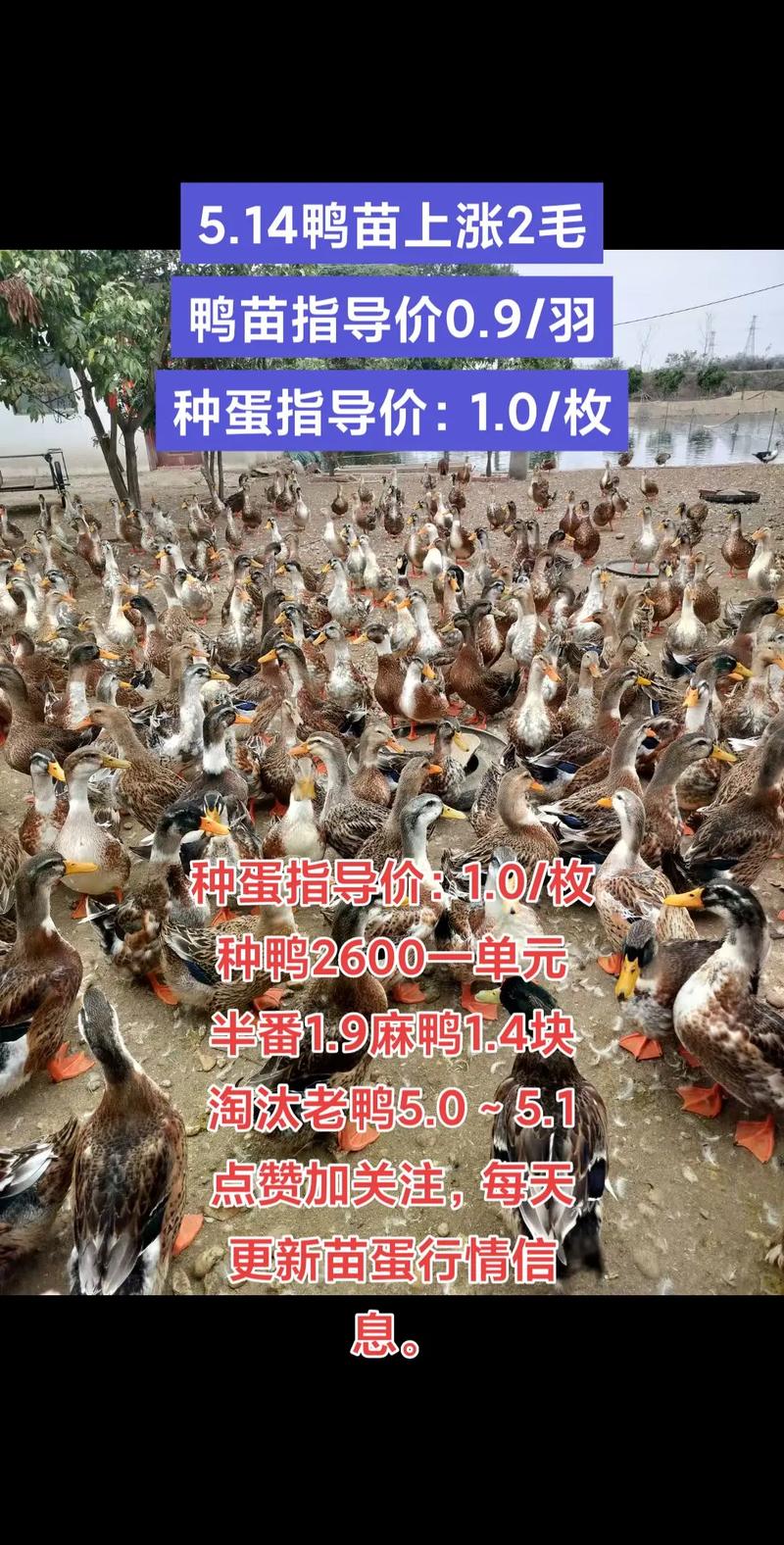 2025年鸭价会涨跌？成本影响几何？-图1