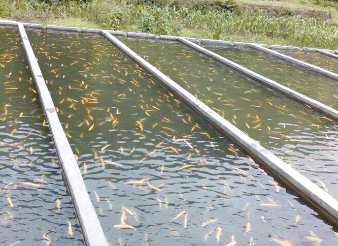 黑鱼养殖2025年技术有哪些新突破？-图1