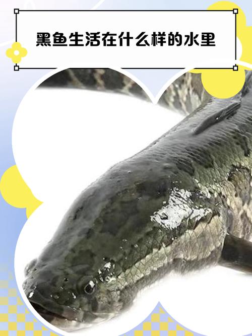 黑鱼养殖2025年技术有哪些新突破？-图2