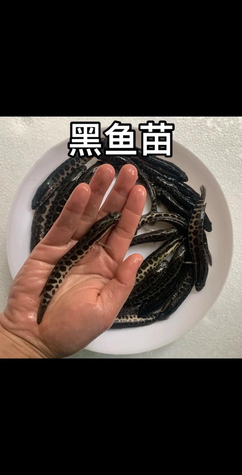 黑鱼养殖2025年技术有哪些新突破？-图3