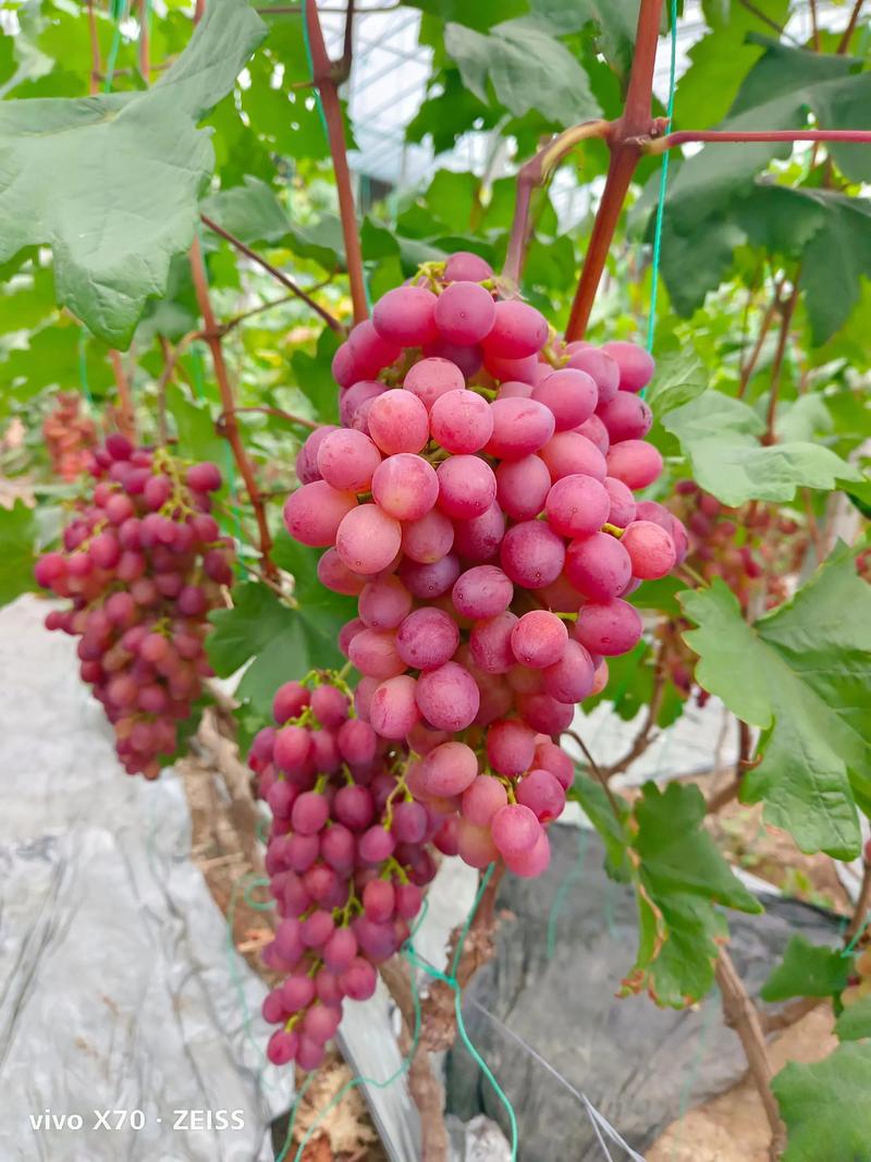 北方葡萄品种大全图片-图1