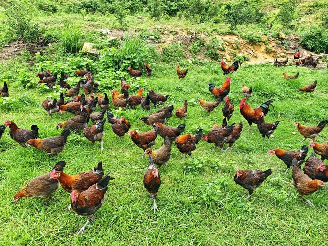 野生禽类也能养殖？品种图片有哪些？-图1