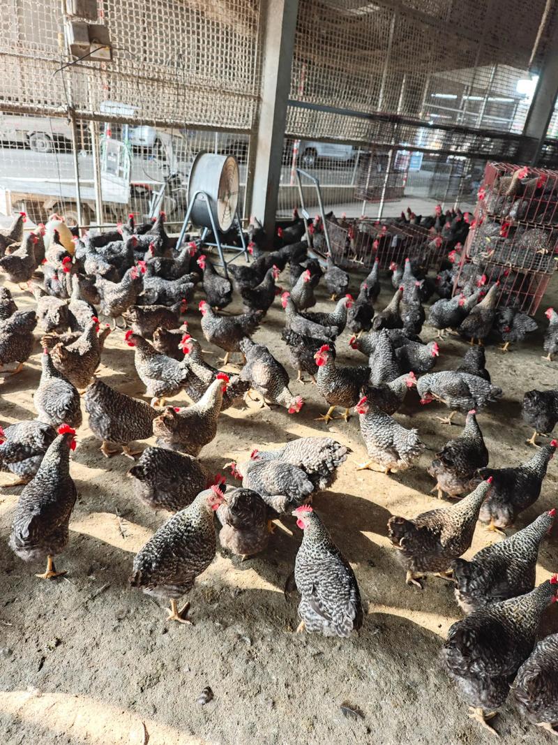 野生禽类也能养殖？品种图片有哪些？-图2