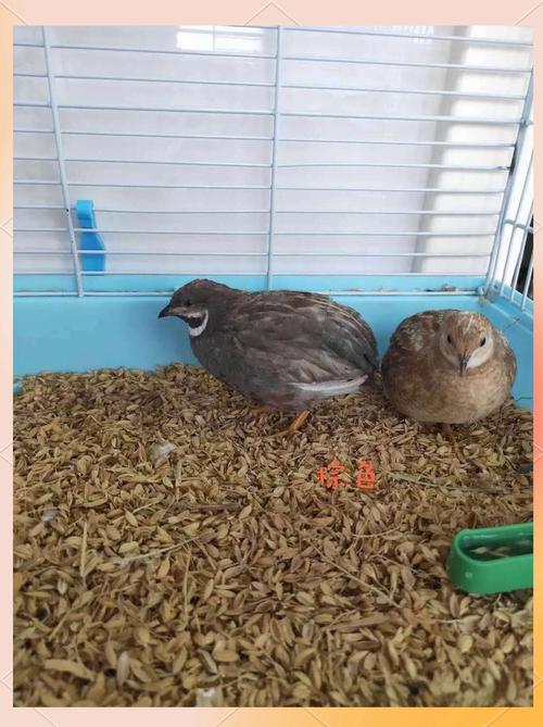 野生禽类也能养殖？品种图片有哪些？-图3