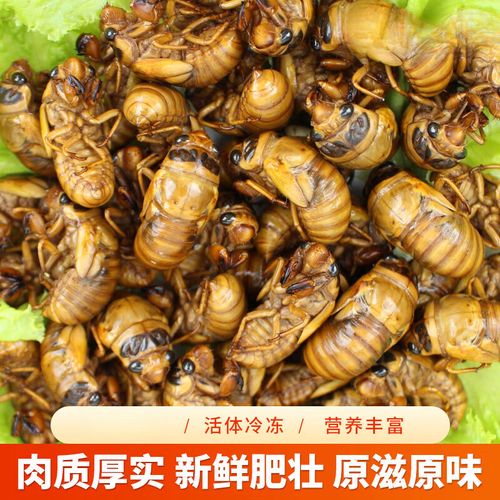 金蝉价格2025 个-图2 金蝉价格2025 个-图2