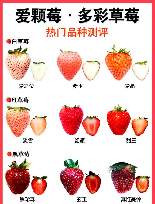 草莓常见品种有哪些？-图1