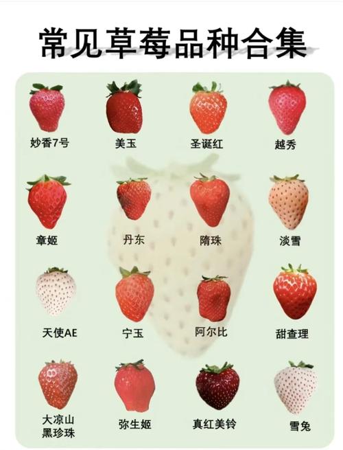 草莓常见品种有哪些？-图2