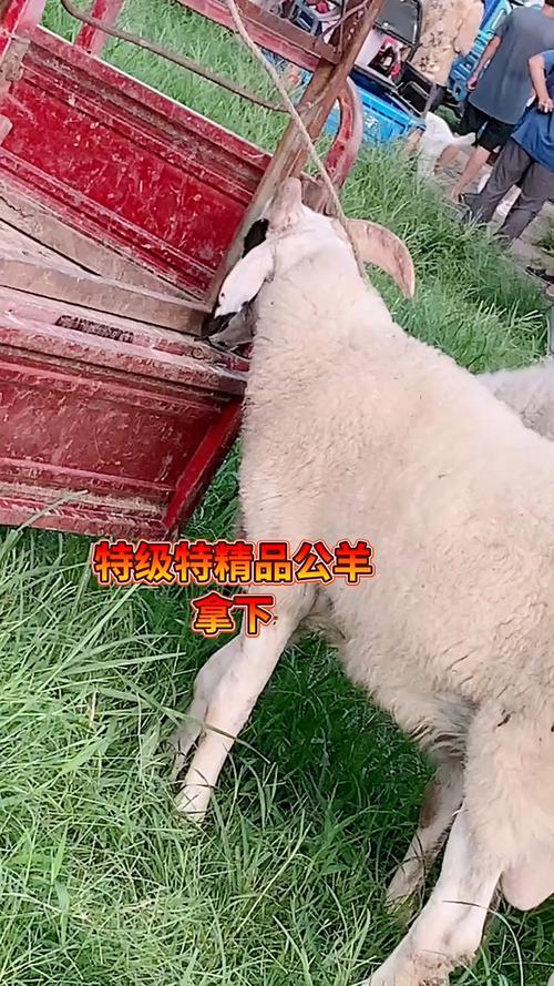 小尾寒羊养殖技术步骤有哪些？-图2