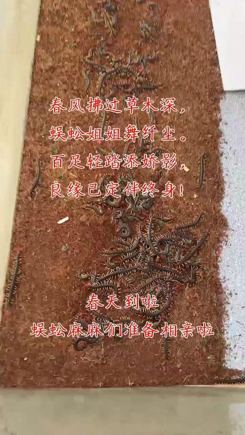 CCTV蜈蚣养殖技术如何掌握关键要点？-图3