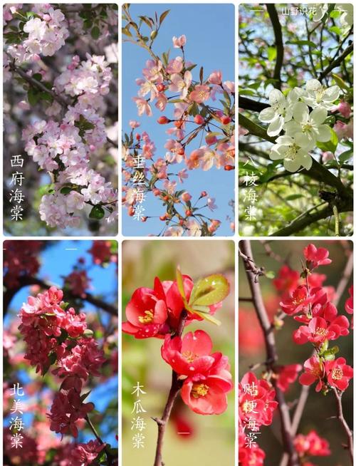 海棠哪个品种最好?-图1 海棠哪个品种最好?-图1