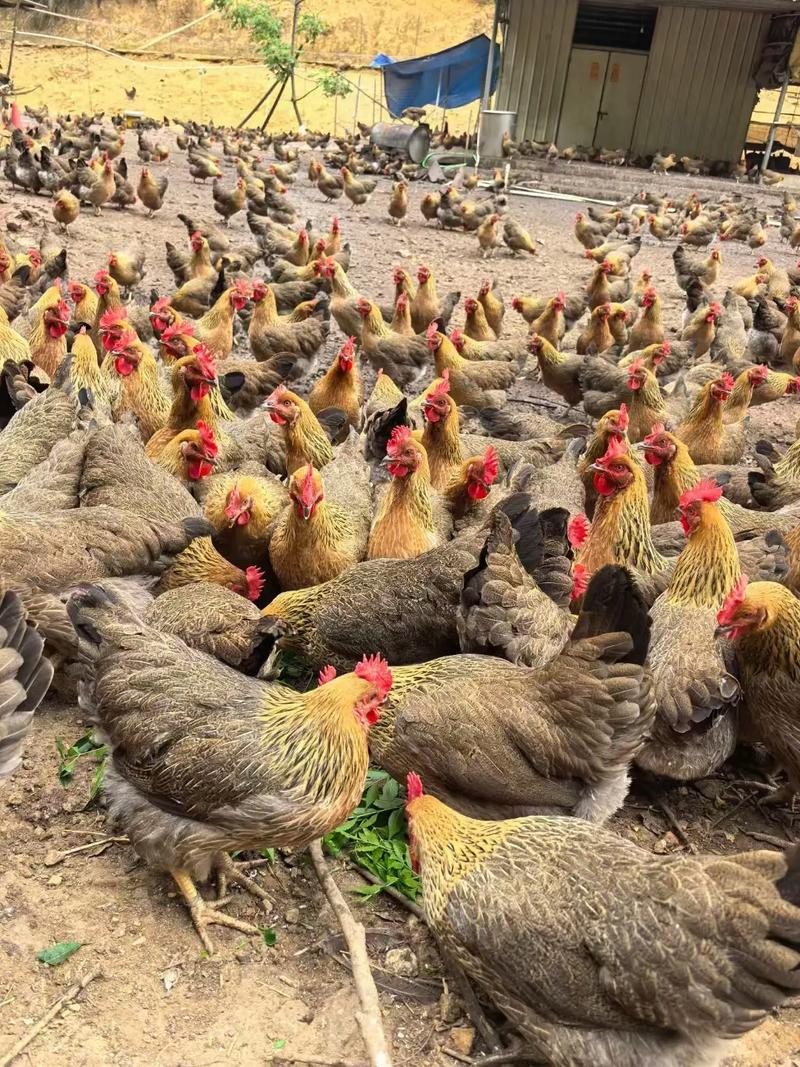 进口鸡与本土品种,哪种更适合本土养殖?-图1 进口鸡与本土品种,哪种更适合本土养殖?-图1