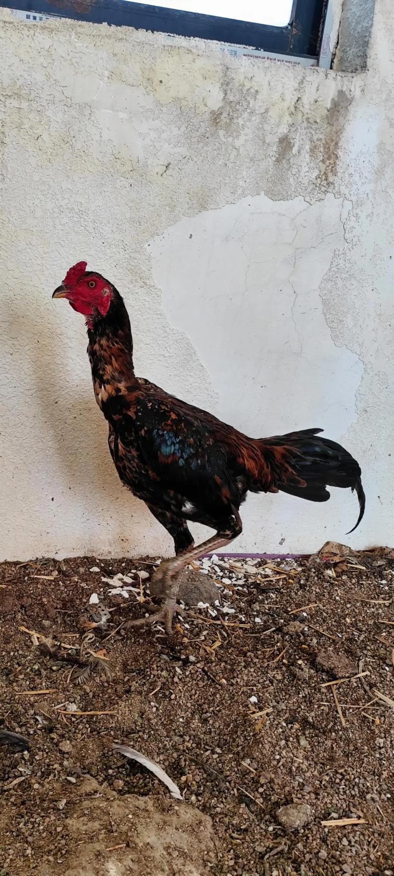 进口鸡与本土品种,哪种更适合本土养殖?-图2 进口鸡与本土品种,哪种更适合本土养殖?-图2