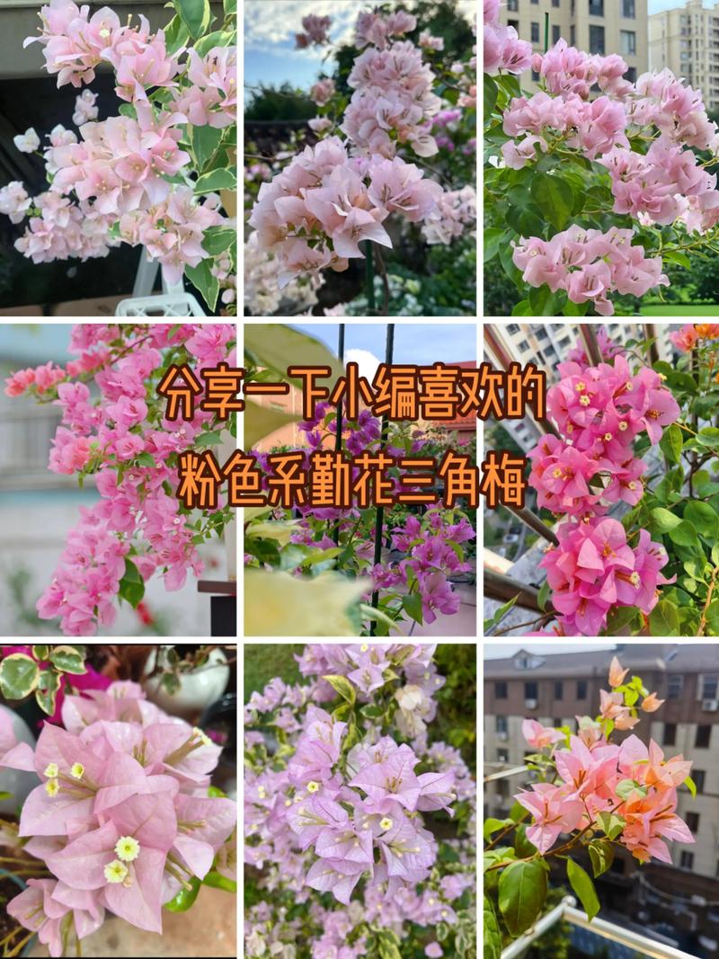 哪种三角梅品种最漂亮?-图1 哪种三角梅品种最漂亮?-图1