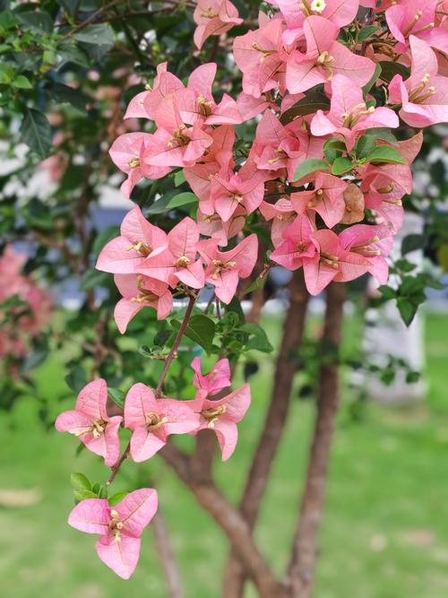 哪种三角梅品种最漂亮?-图2 哪种三角梅品种最漂亮?-图2