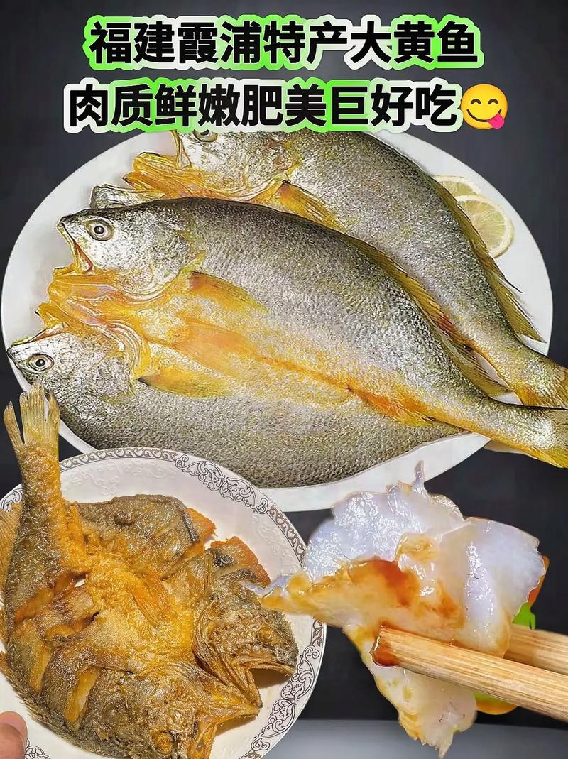 福建 黄鱼 养殖技术-图2