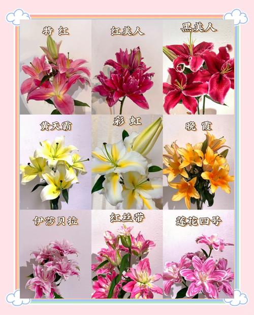 百合花品种有哪些？附图片。-图2