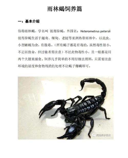 蝎子养殖关键技术有哪些？-图3