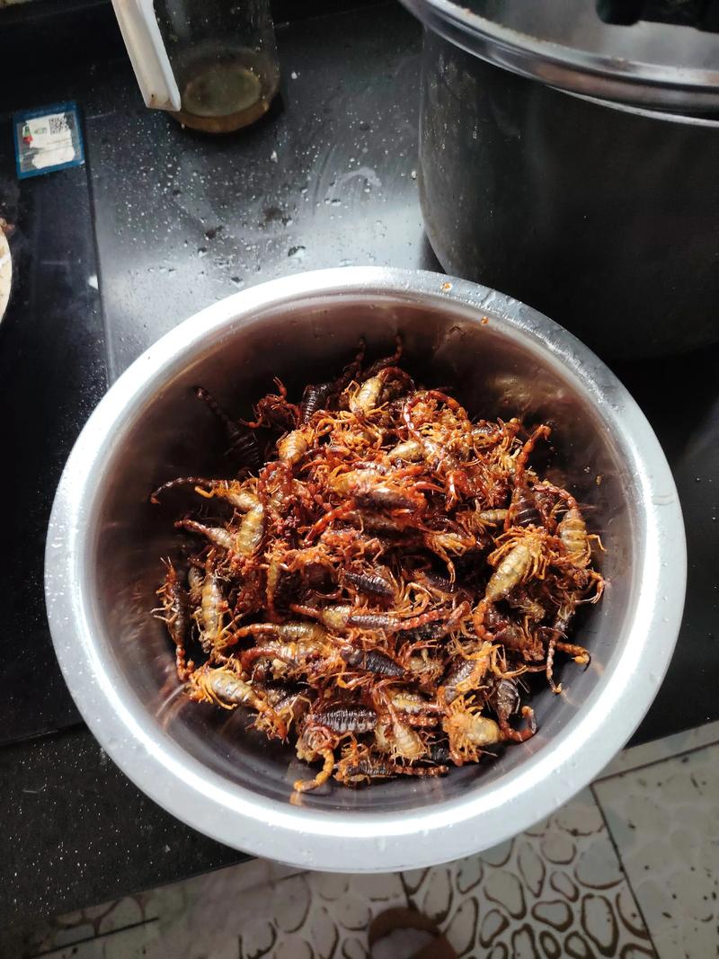 蝎子养殖关键技术有哪些？-图2