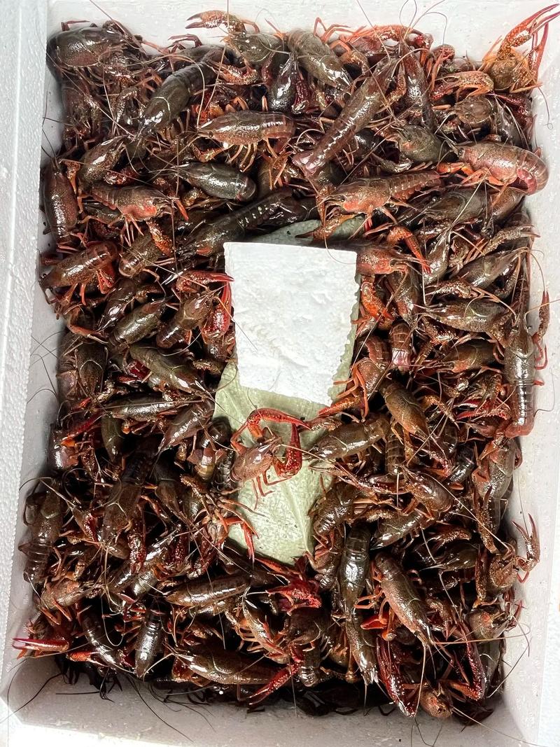 人工培育小龙虾新品种有何优势？-图1