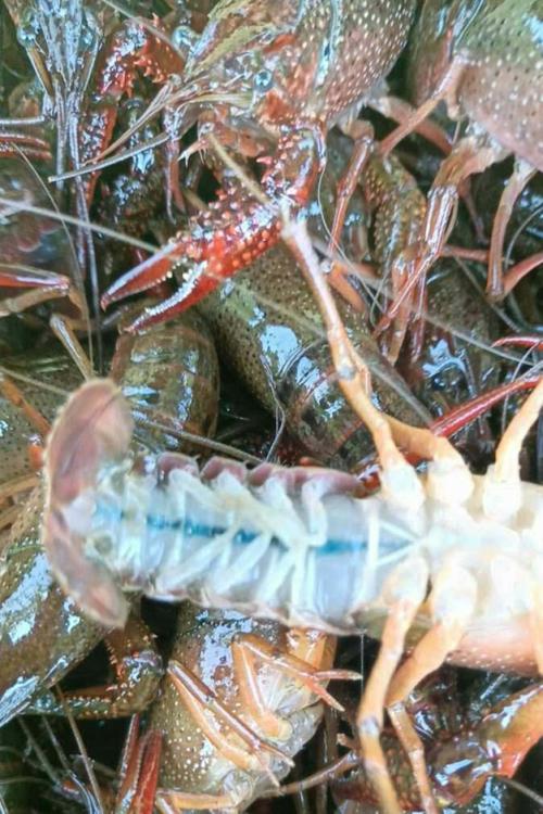 人工培育小龙虾新品种有何优势？-图3