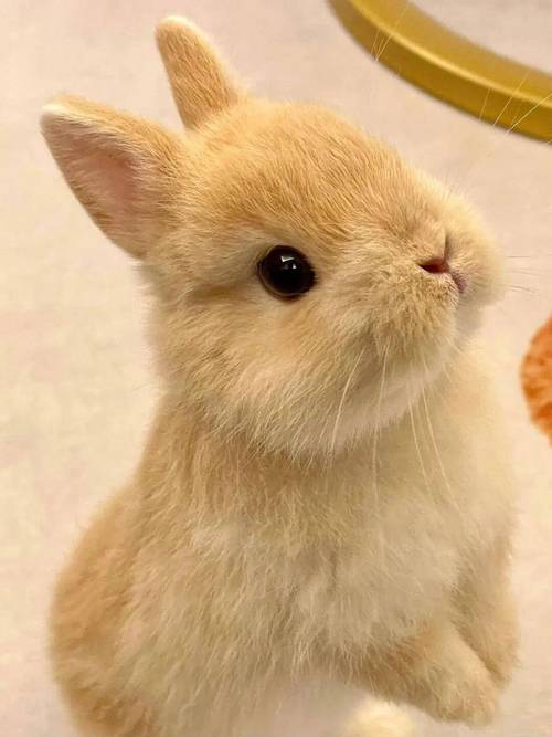 什么品种的小白兔最好养？-图2