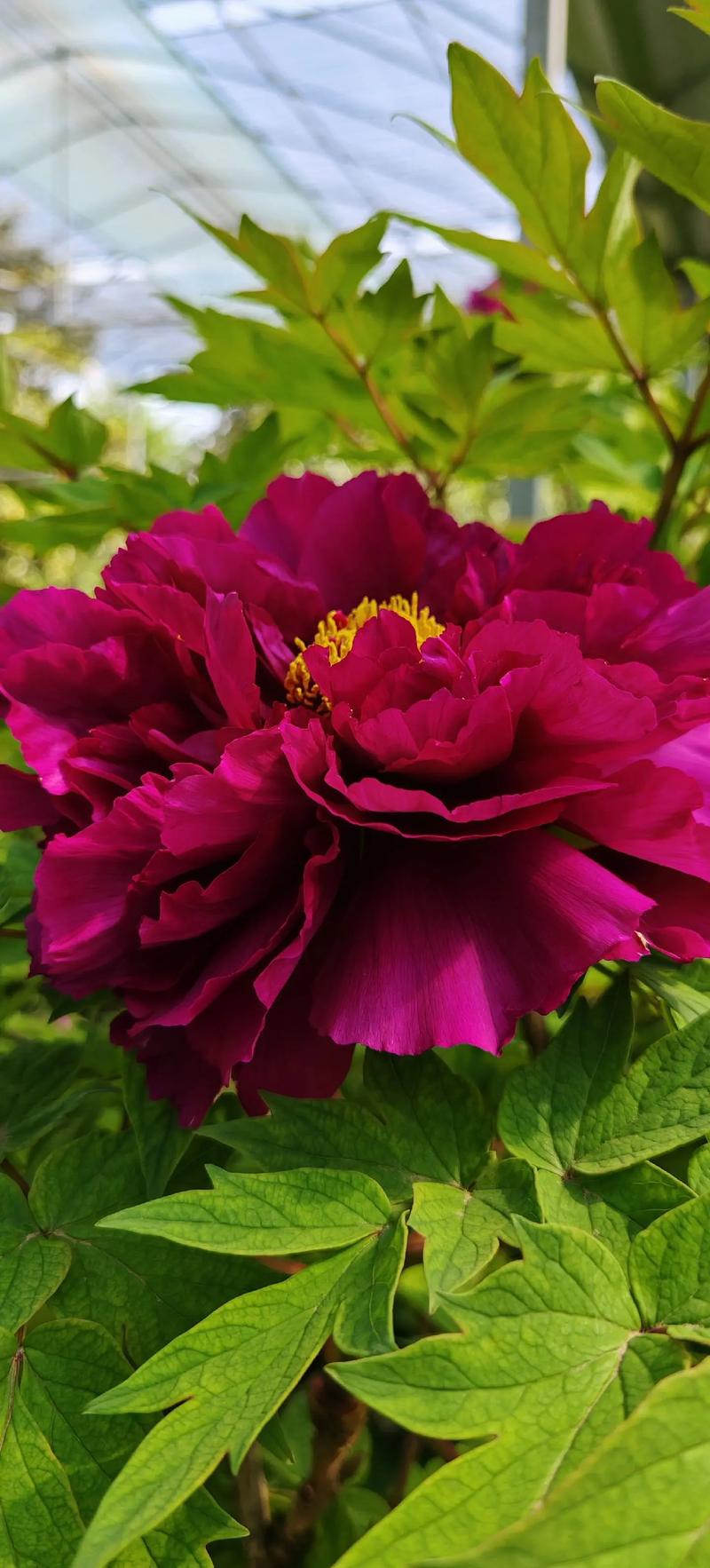 牡丹花最美的8个品种-图1