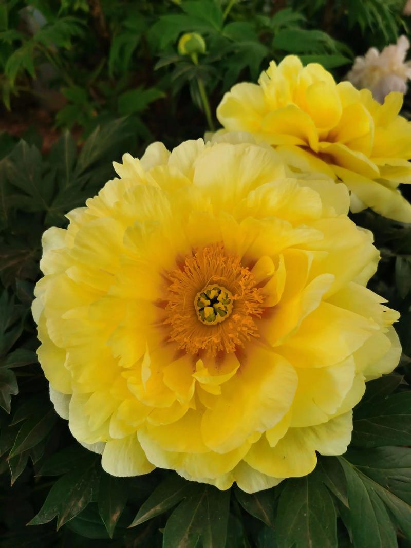 牡丹花最美的8个品种-图2