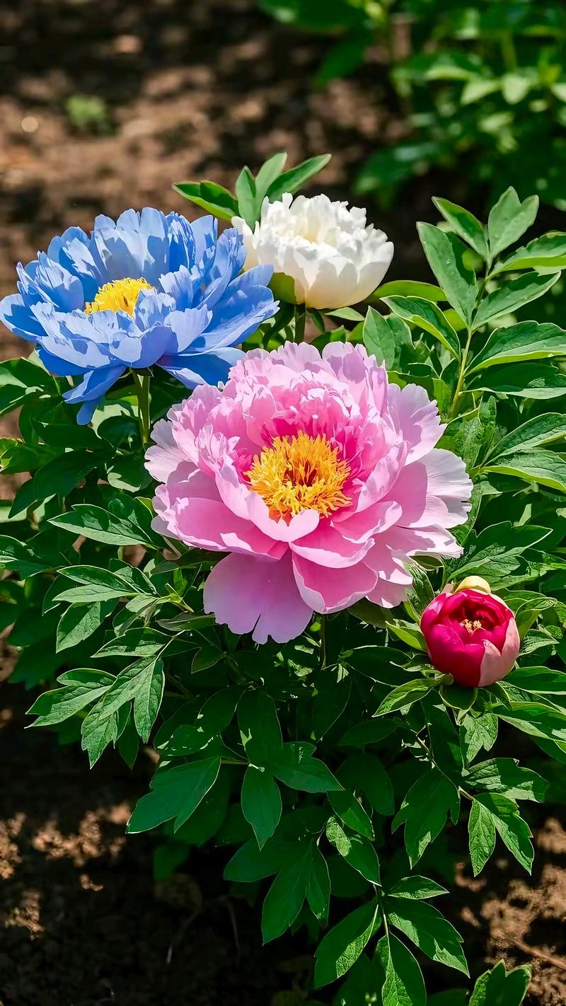 牡丹花最美的8个品种-图3