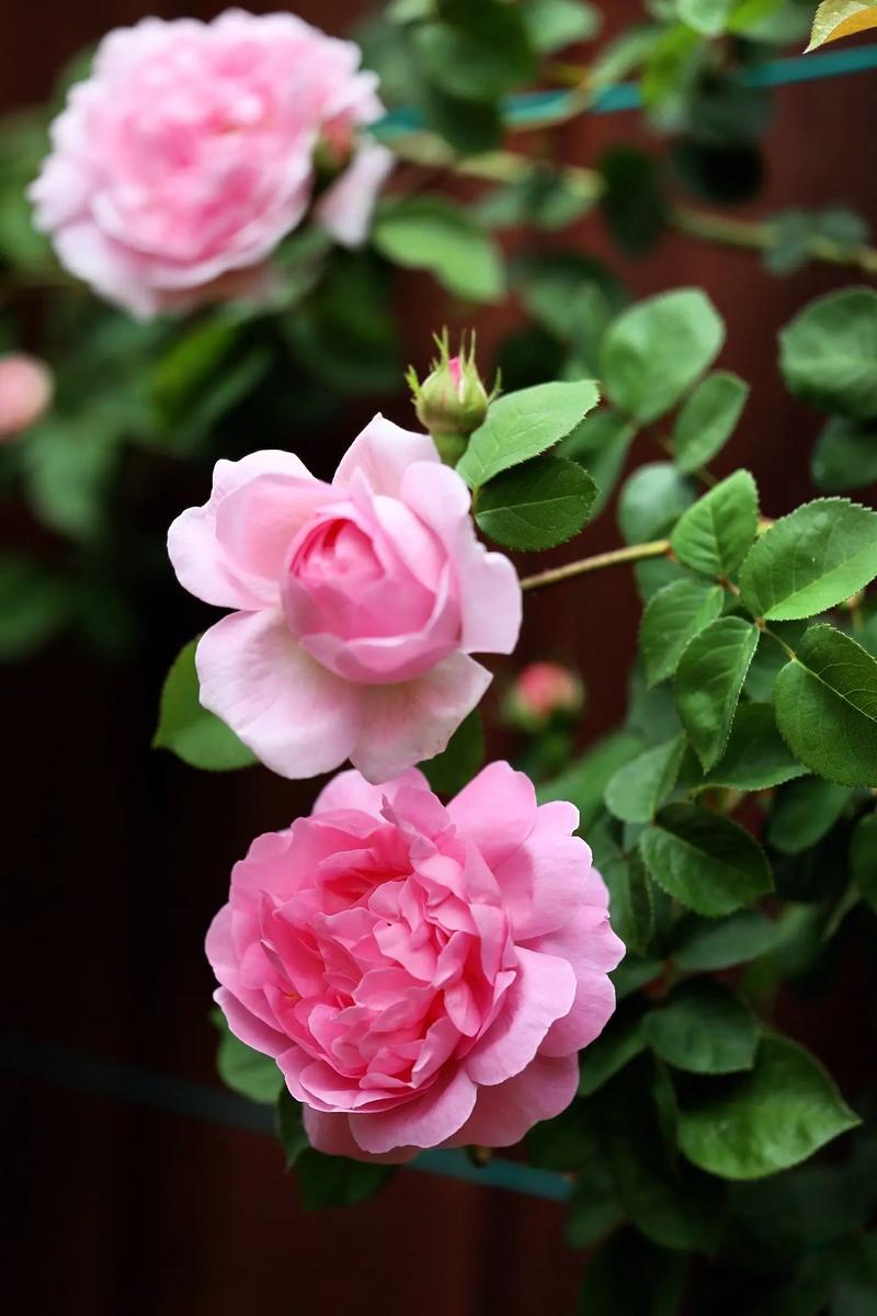 藤本月季三季开花品种有哪些？-图1