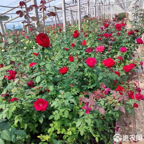 藤本月季三季开花品种有哪些？-图2